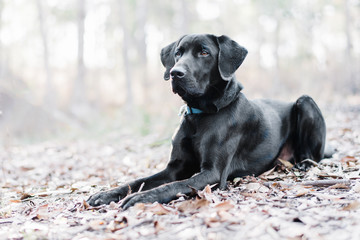 black labrador