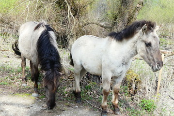 Konikpferde in der Wildnis © cagala
