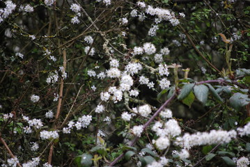 Blackthorn in Spring