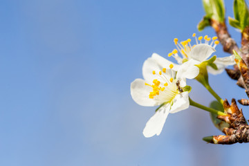 Close up of and on Plum flower blooming in spring. Blossom flowers isolated with blurred background