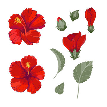 Red hibiscus with leaves and buds decorative set vector illustration. Floral tropic  botany. 
