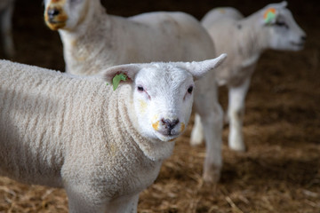 Obraz premium Portrait of a white lamb, iodine medicaments on mouth, in a barn, looking friendly to the camera, standing innocent.