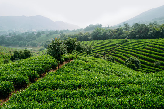 scenic view of Chinese tea field