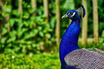 Obraz premium The peacock
