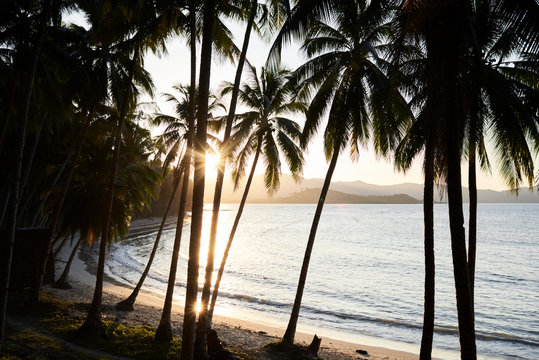 Remote beach sunset view through palm trees.