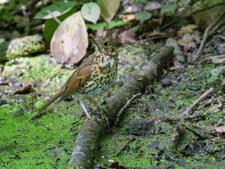 Song Thrush (Turdus philomelos).