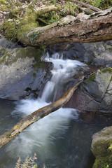 Detail of a stream within East Wood Crackington Haven Cornwall