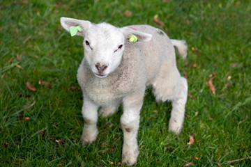 Naklejka na ściany i meble Newborn adorable lamb, yeanling, looking up, standing in the grass of a green meadow.