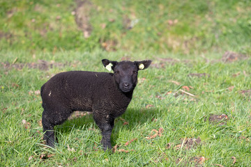 Cute newborn black lamb, looking up friendly, standing in the grass of a green meadow.