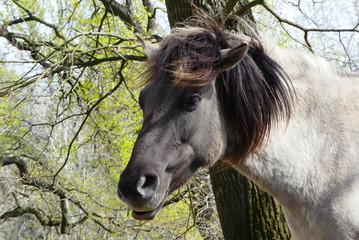 Pferde Kopf Konikpferd © cagala