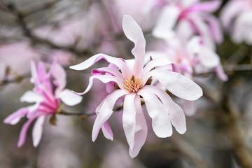 Obraz premium Close up of light pink white magnolia flowers in full bloom on a branch in a garden in a sunny spring day, floral background