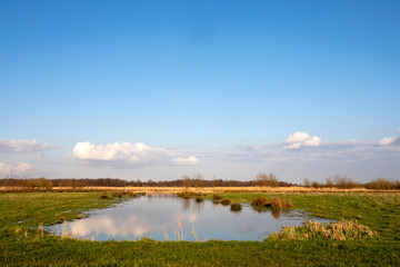 Clouds reflected in a pond in the wetlands of the Naardermeer in the Netherlands, Holland., bright yellow reed.