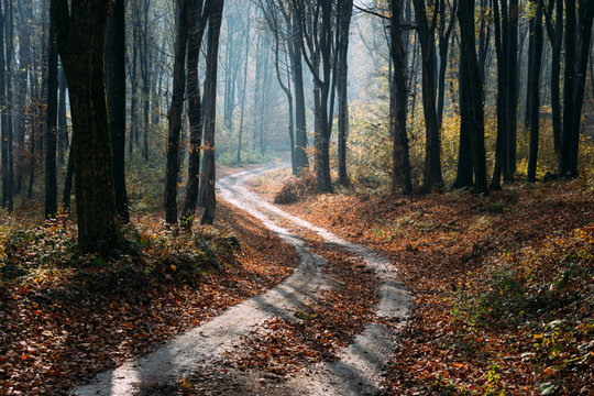 Winding forest autumn road