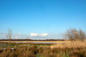Obraz premium Wetlands and aquatic plants, yellow reed at the Naardermeer in the Netherlands, Holland, and a bright blue sky.