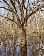 A tree in the forest at the start of spring. 