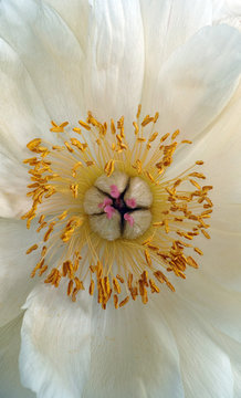 Heart of a beautiful peony flower