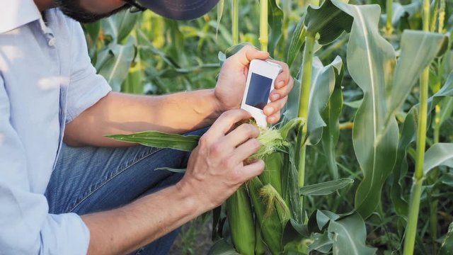 Farmer with a handheld digital device checks for nitrates harvest