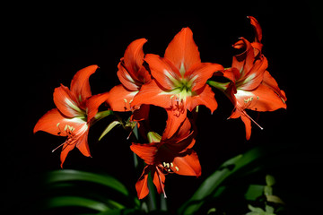 Red Amaryllis in bloom