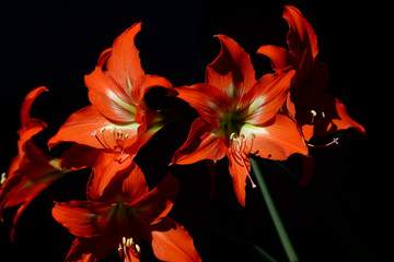Obraz premium Red Amaryllis in bloom