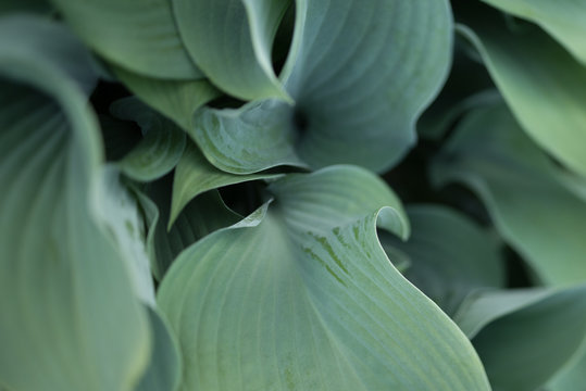 Hostas