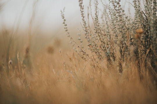 Macro shoot of plants and flowers at golden hour.