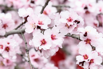 Close up of decorative pink wax cherry flowers in a tree in full bloom in a garden in a sunny spring day, floral background