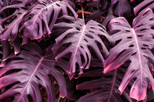 Infrared: Abstract Monstera plant leaves