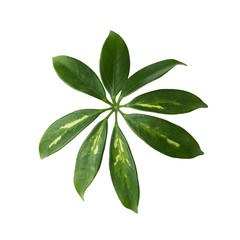 Leaf of tropical schefflera plant on white background