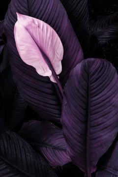 Infrared: Abstract Peace lily (Spathiphyllum) plant leaves