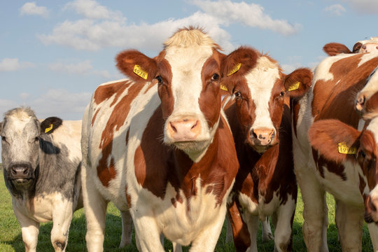 Group of young cows stand together in a pasture under a blue sky, image of head and neck and chest, red and white heifer.