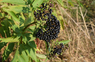 The elder berries