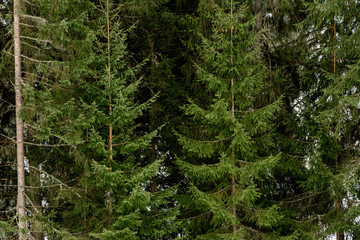 Everlasting Carpathian spruce forest, the color of the forest.