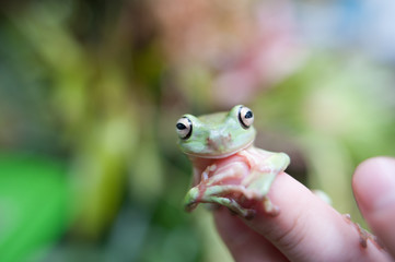 frog in hand