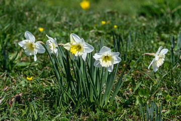 Group of white daffodil flowers, with green grass and blue flowers in the background, close up of spring flowers in a sunny day