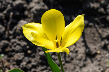 Close up of one delicate yellow tulip flower in a garden in a sunny spring day with blurred green background 