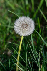 Close up of a dandelion flower puff in a spring garden on green blurred background