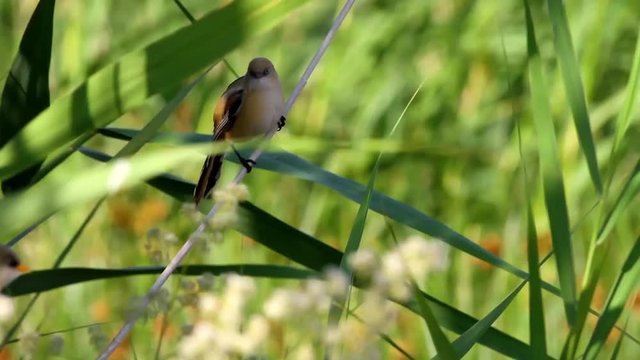 Cute little birds. Green reeds background. Bird: Bearded Reedling. Panurus biarmicus .