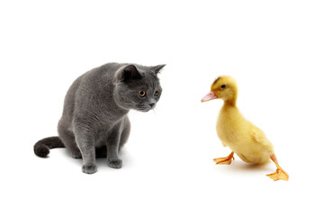 cat and duckling isolated on white background