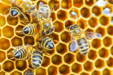 Hardworking honey bees on honeycomb in apiary in late summertime 