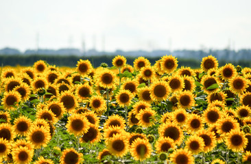 field of blooming sunflowers