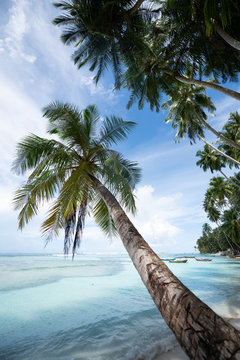 Palm tree on beach