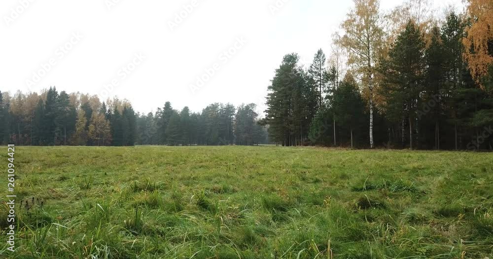 Wall mural the field with a grass and the wood on a background in autumn day. dolly shot