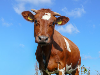 Surprised innocent looking cow, horned, brown pied, blue sky