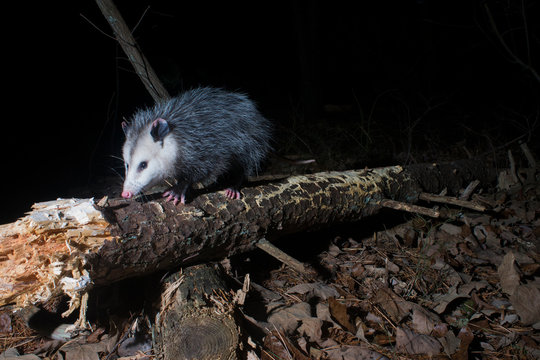 Opossum (Possum) log crossing