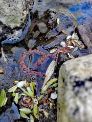 Nah Aufnahme steine im Wasser