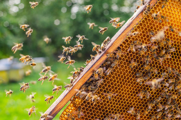 Fototapeta Hardworking honey bees on honeycomb in apiary in late summertime  obraz