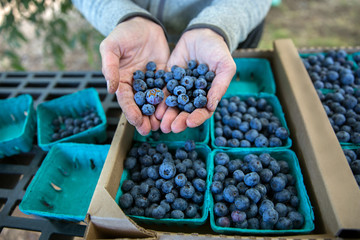 Putting blueberries into containers at the farm