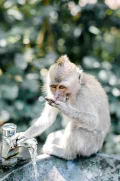 Cute monkey drinking water