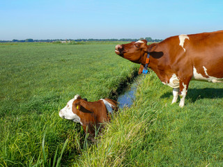 Fototapeta na wymiar Cow in ditch, trapped, wailing cow beside the ditch sounds alarm for help, drowning cow.