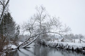 Fallen tree on the River Windrush in the snow